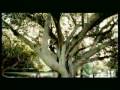 Tony Carreira - Falta de... View Video