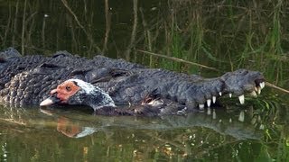 Crocodile Attacks Duck 02, Time Lapse Speed x2