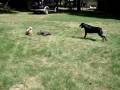 videos de Rottweiler & Shitzupoo vs. Remote Control Car