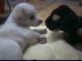 puppy vs. rottweiler round one!