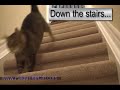 眠りネコ動画
