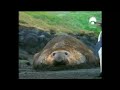 La orca y la foca