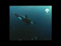 La orca y la foca