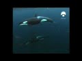 La orca y la foca