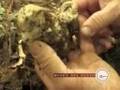 videos de Museo Del Gusto - Presentazione  Fungo D'oro 2008