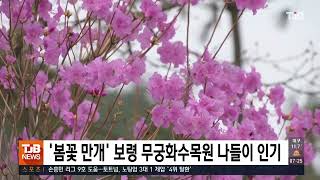 [0408 TJB 7시 아침뉴스]'봄꽃 만개' 보령 무궁화수목원 나들이 인기