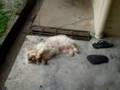 Shih