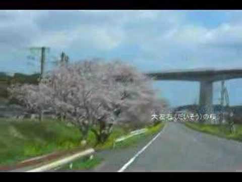 大左右（だいそう）の桜、そして杵築駅へ。