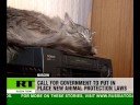 Cat killer sentenced
