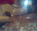 criceto(hamster)welcome to the jungle