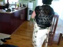 Little Antonin Dance