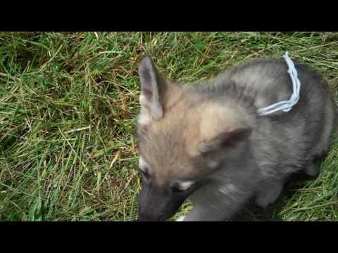 Jasmines Mr. Titanium enjoying outside.