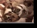 funny puppies jack russell