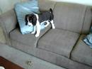 Harper playing on couch Harper playing on couch