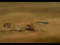 THALIA WOW! Video inedito de lo que tendr