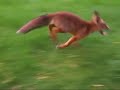 Fox run Fox run