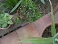 more plants more plants