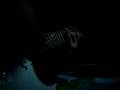 Evanescence My Immortal on guitar electrique