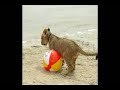 Pet Lion Cub has Fun on the Lake Pet Lion Cub has Fun on the Lake
