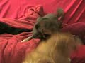 play fight play fight