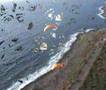 Paramotor Filiatra 2007