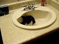 Oliver in the sink Oliver in the sink