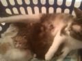Cute Cat Nurses Baby Raccoon