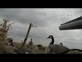 decoying lesser canada geese + barrel cam decoying lesser canada geese + barrel cam
