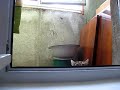 Spy cat is watching you