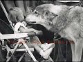 Imprinting Exposed Imprinting Exposed