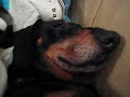 Sleeping dachshund