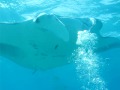 Diving With Mantas Maldives 1