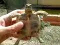 Testudo Horsfieldii piu' varie comparse