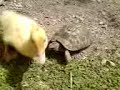 testudo-horsfieldii-piu-varie-comparse.html