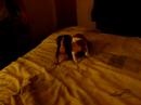 Pocket Puggles Pocket Puggles