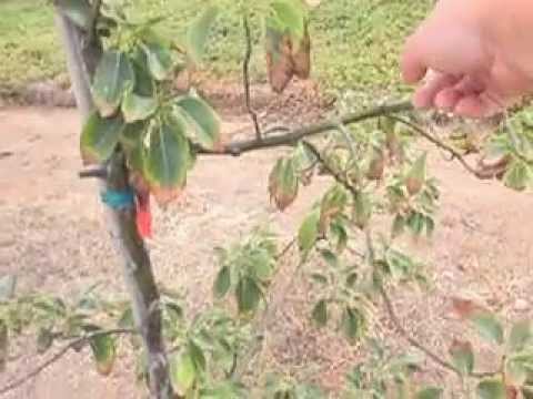 how to fertilize your avocado tree