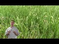 Click here to watch this video Why Is My Grass Going TO Seed?
