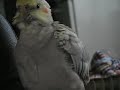 Fidji dit FiFi