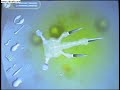 Spore - Cellular Phase Spore - Cellular Phase