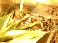Beardedgecko Intro Beardedgecko Intro