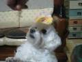My-pet-04