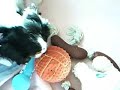 Cavalier King Charles Spaniel Puppy playing Cavalier King Charles Spaniel Puppy playing
