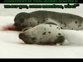 Cuidemos a los animales Cuidemos a los animales