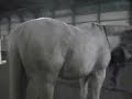 Reno's Lael Video