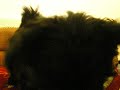 tijuana-blow-tha-whistle.html