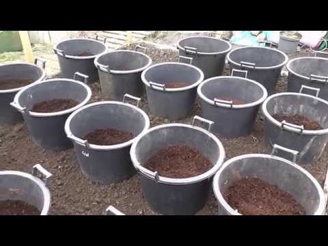 how to fertilize potatoes organically