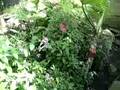 videos de Butterfly Habitat walk-through @ Six Flags Discovery Kingdom
