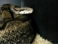 What do you make of this Aberrant Anerythristic? What do you make of this Aberrant Anerythristic?