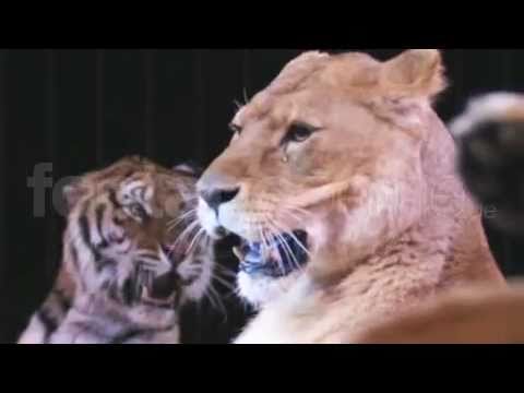 TIGER YAWN