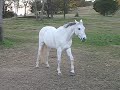 Asterik 11/4/08